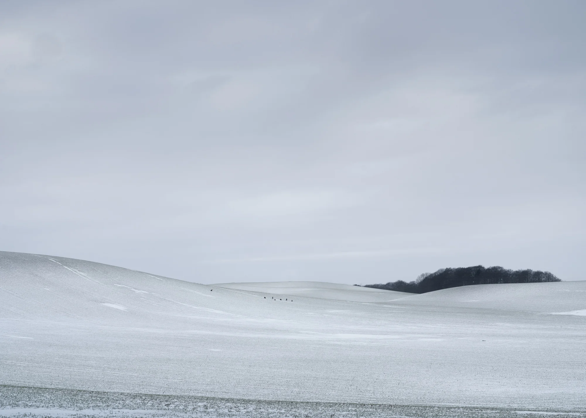 Fields with Deers