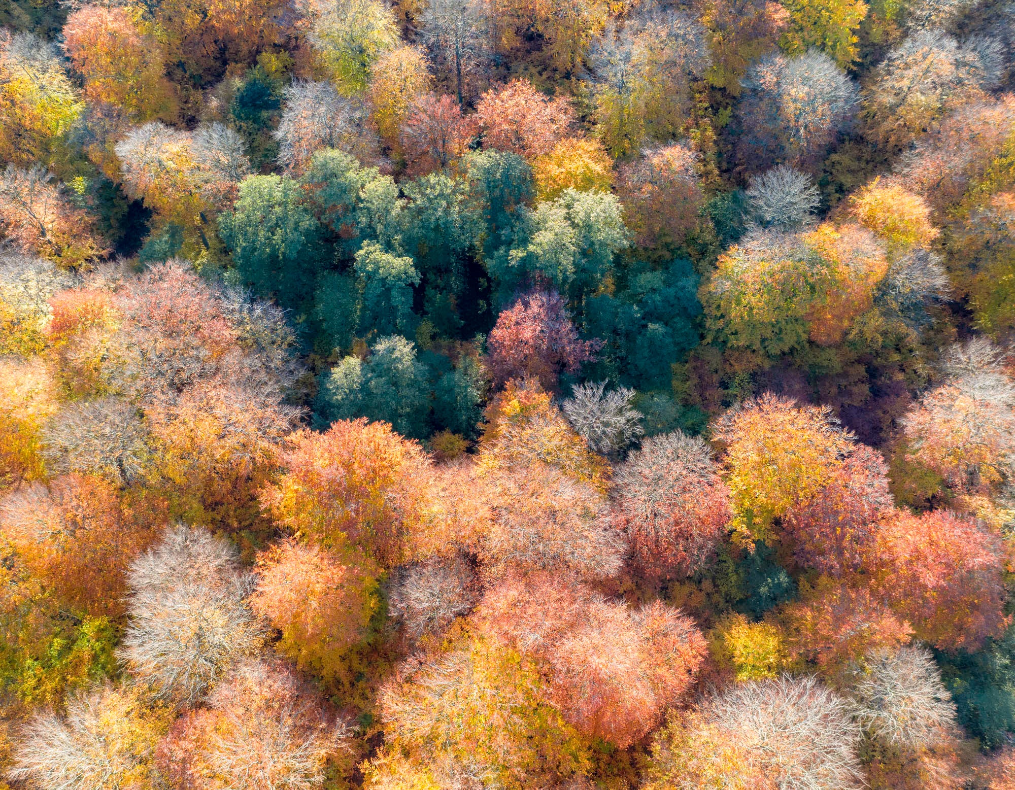 Still Green (Torupsskogen, 2018)