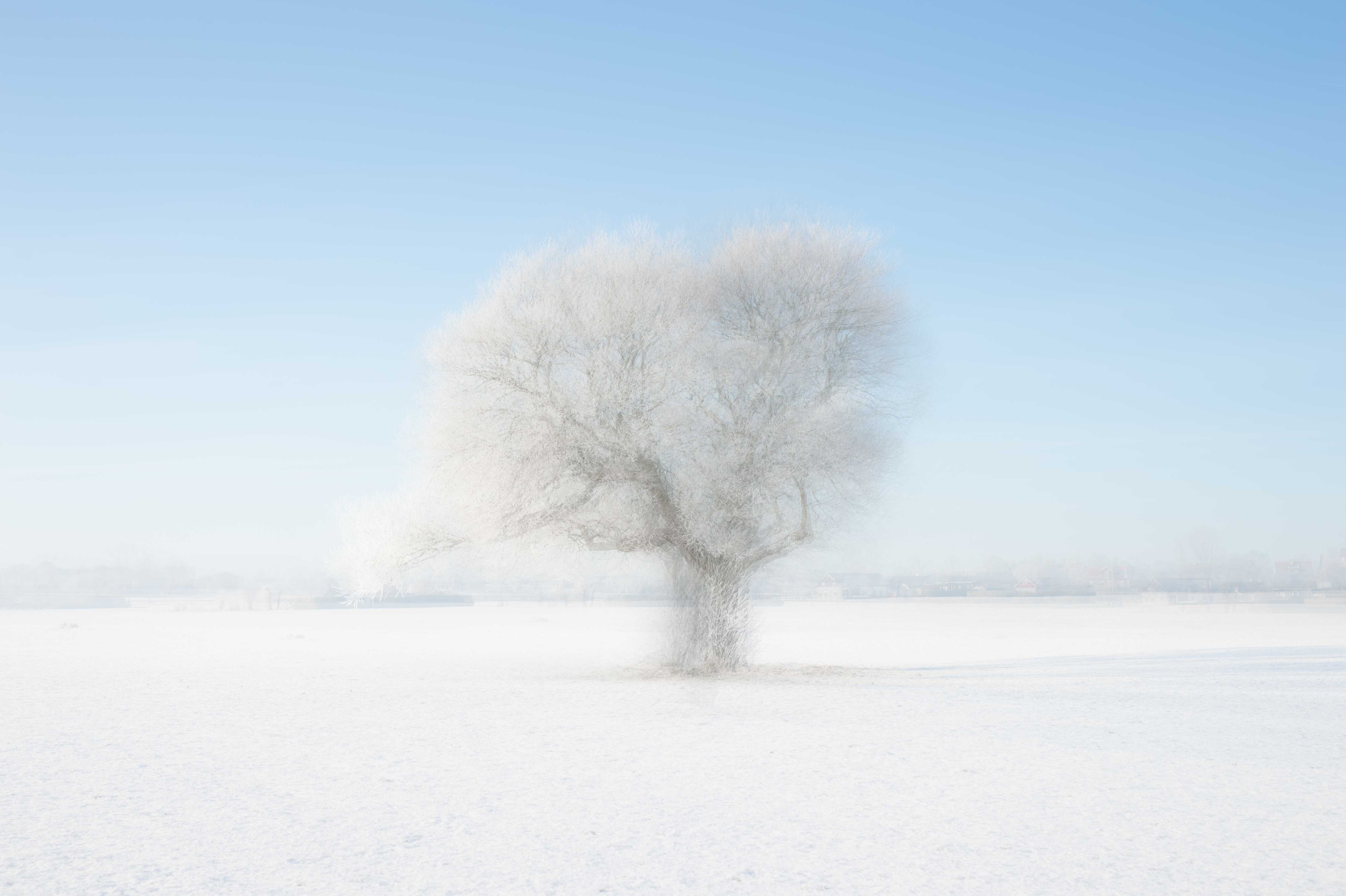 White tree